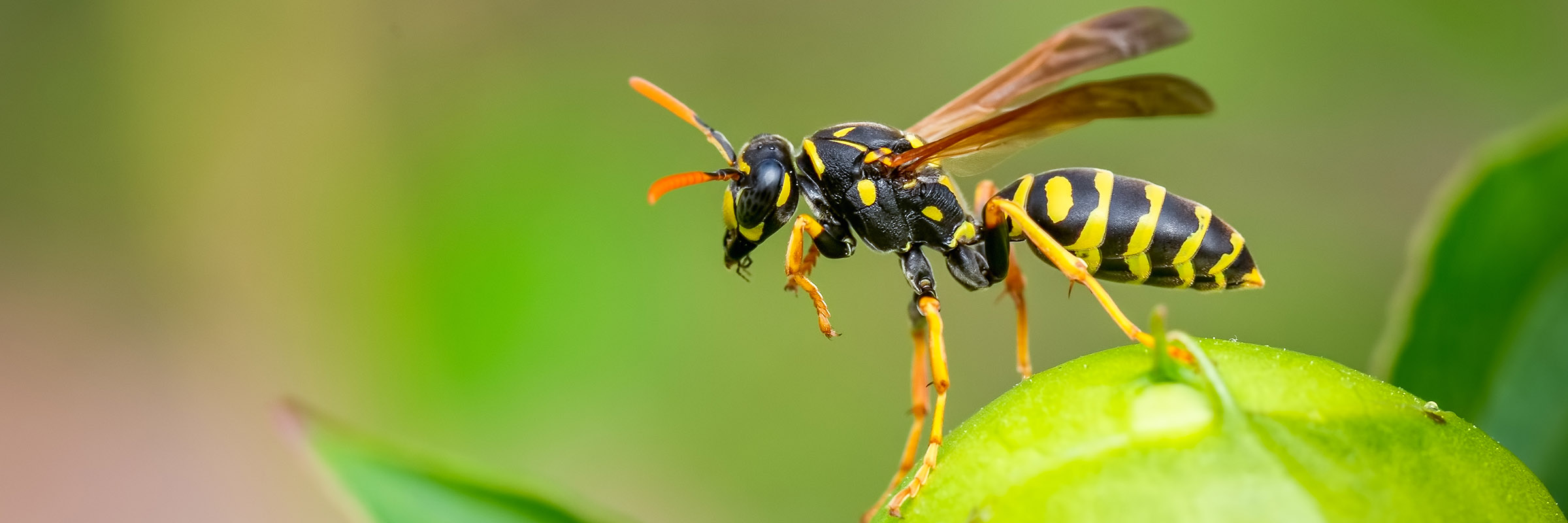Wasp c